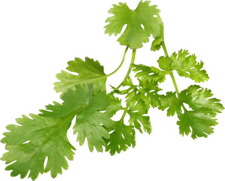 Fresh Coriander Leaves